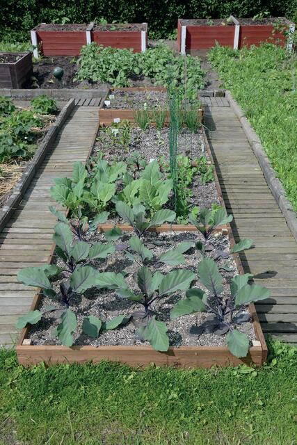 Bei starken Pflanzen haben Schädlinge und Krankheiten keine Chance. Glücklicherweise funktioniert das auch ganz ohne Chemie, nur mit der Kraft der Natur.  | Foto: Schacht/akz-o