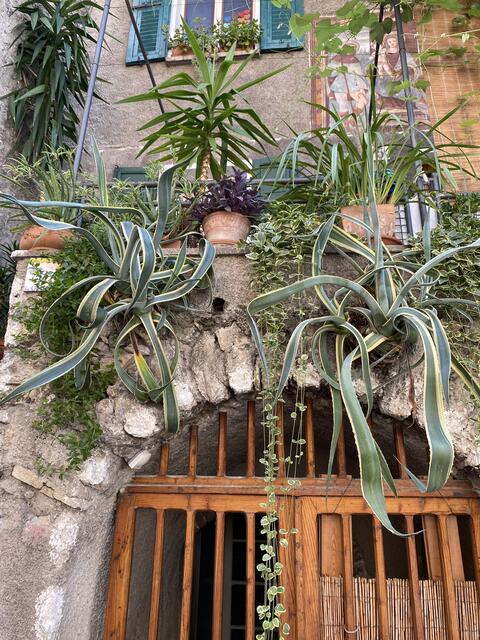 Lothar Baumanns: "Limone, Italien. Was nicht alles aus einer Wand wächst." | Foto: Lothar Baumanns