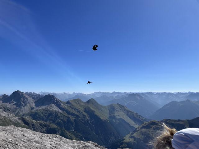 Markus Rothfritz: "Alpendohlen über dem Bockkarkopf auf 2609m am Heilbronner Weg." | Foto: Markus Rothfritz