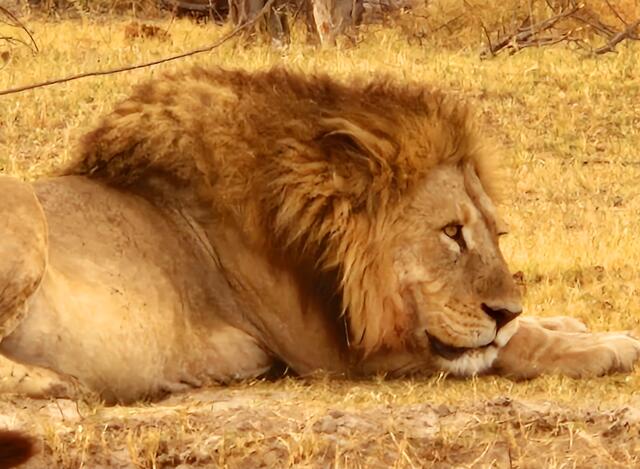 Gaby Höniges: "Das Foto ist im Moremi Nationalpark (Okavango-Delta) entstanden." | Foto: Gaby Höniges