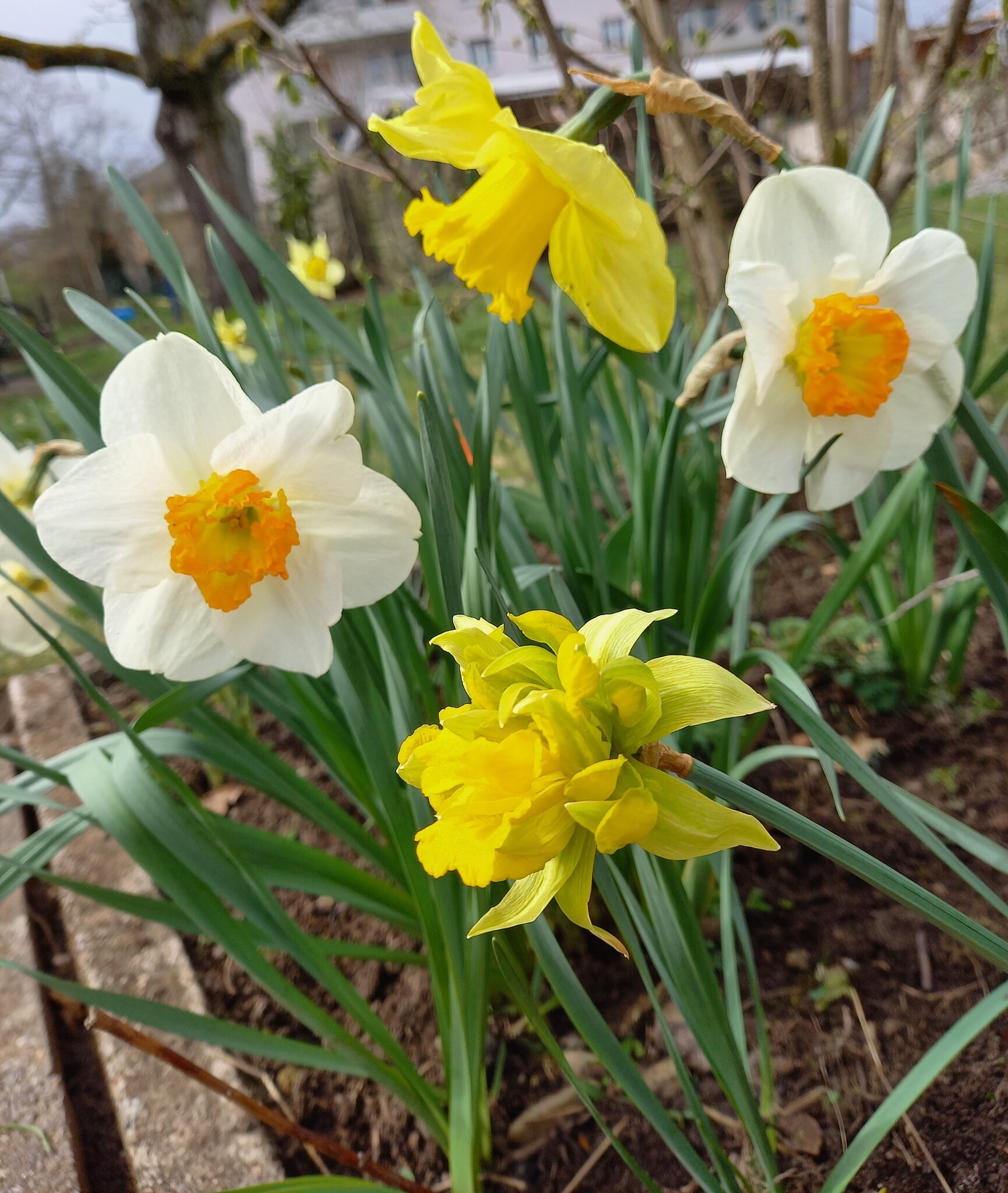 Arten im Garten Jetzt Frühblüher für Hummelköniginnen pflanzen Region