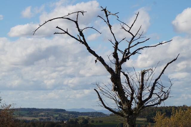 Keine "dürre Buche"- ein Apfelbaum
Blick zu den Pfälzer Bergen | Foto: wb