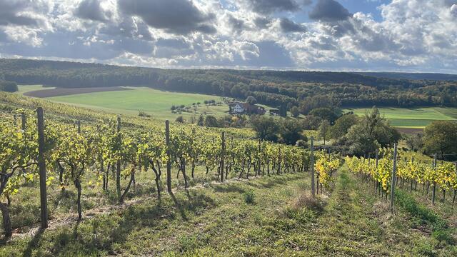 Weinberge in Oberderdingen | Foto: Axel Fischer