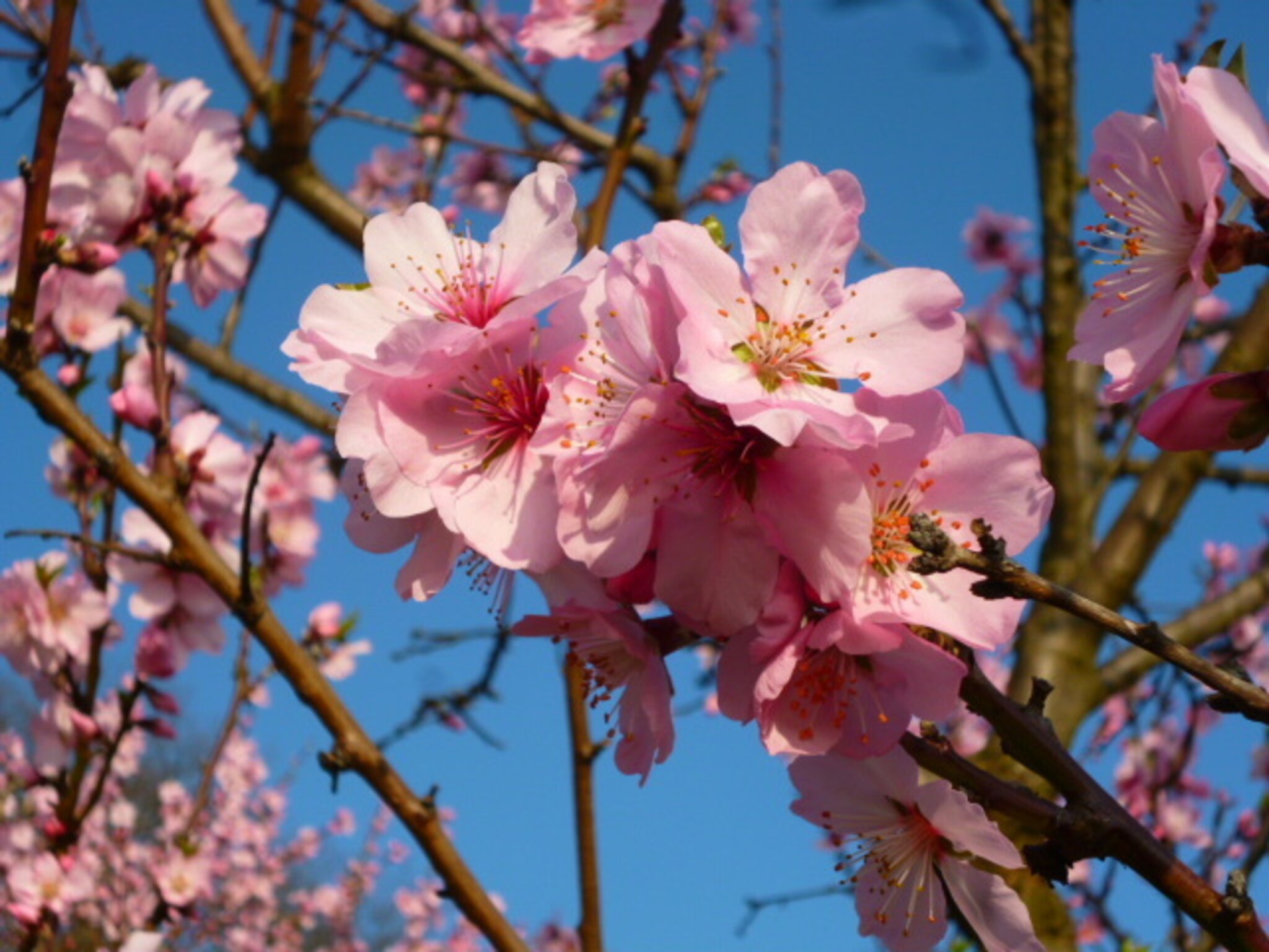 Am 7. April: Mandelblütenfest in Diefenbach - Region