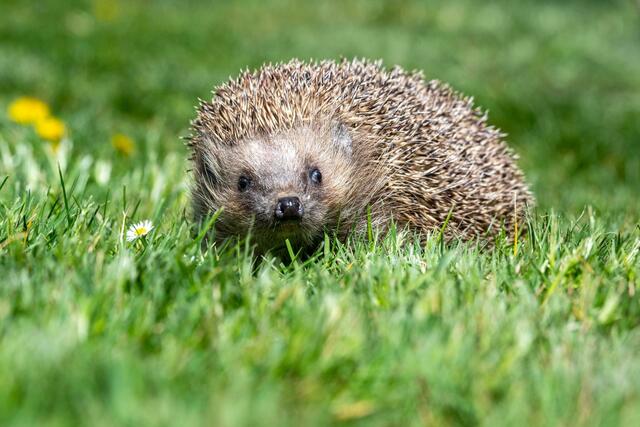 Igel sind besonders gefährdet.  | Foto: Armin Weigel/dpa