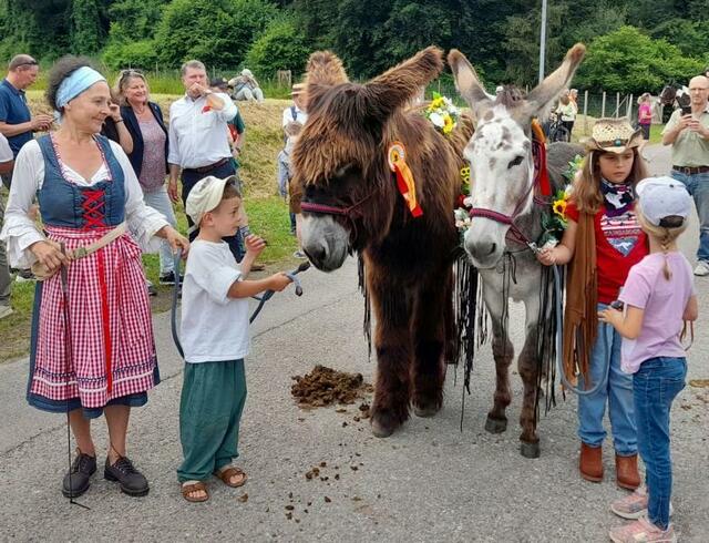 Ein Esel aus der größten Eselrasse; wenige Züchter versuchen diese vom Aussterben zu bewahren. 