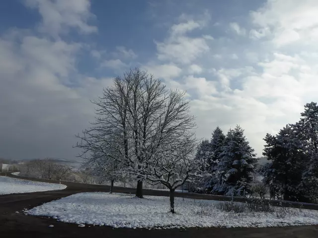 Am Königsbaum | Foto: wb