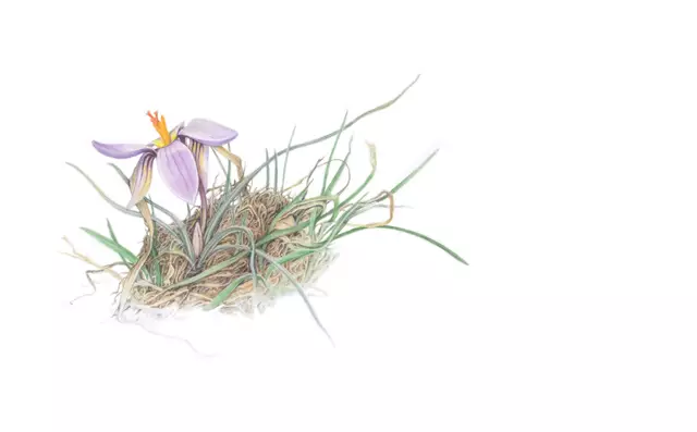 Crocus biflorus / Aquarell auf Papier / 2019 / Lucilla Carcano