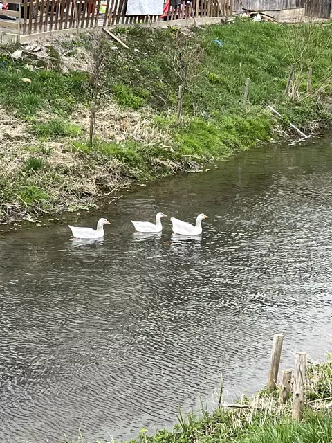 Die Gänse fanden es gar nicht lustig. | Foto: Rolf Bickel