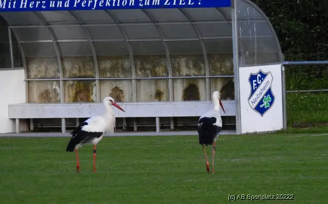 Noch sind die "Greenkeeper" bei der Arbeit | Foto: FC Neibsheim