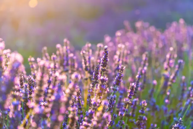 Foto: stock.adobe.com - Cla78