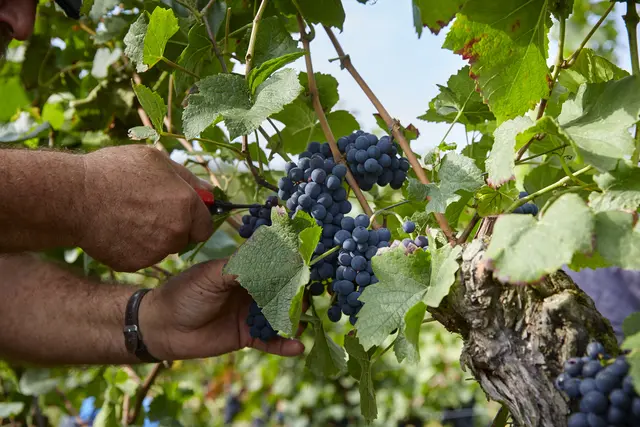 Die Lese der Trauben ist ein Höhepunkt im Weinjahr. Im Schwäbischen ist dabei der Trollinger die meist angebaute Sorte. | Foto: Kraichgau-Stromberg Tourismus e.V./Christian Ernst