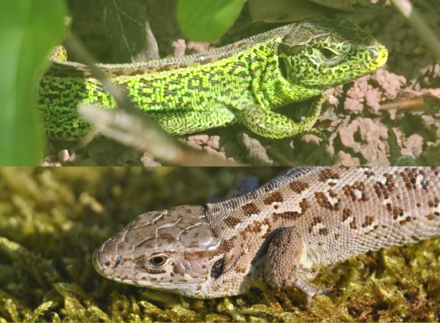 Leuchtend grün sind bei der Zauneidechse nur die Männchen zur Paarungszeit, die Weibchen sind schlicht graubraun gefärbt.  | Foto: Stefan Bosch