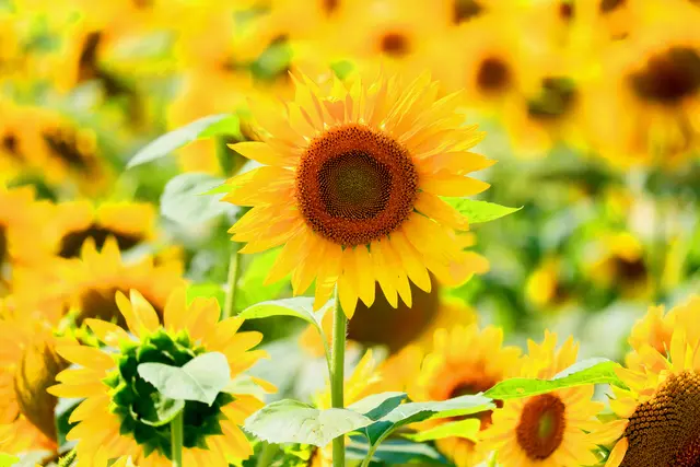 Foto: stock.adobe.com - kudoh