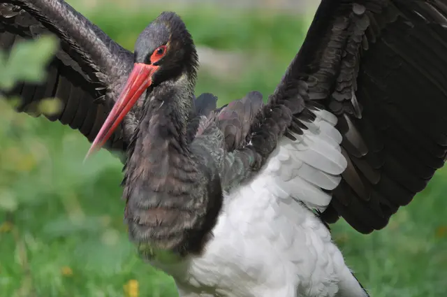 Der Schwarzstorch ist seltener anzutreffen als sein weißer Verwandter. | Foto: Stefan Bosch