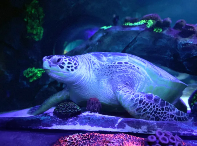 Die Meeresschildkröte Cammy lebt im Ozeanbecken des Sea Life in Konstanz. Für die beeindruckende Unterwasserwelt gibt es 2x2 Eintrittskarten zu gewinnen. | Foto: Sea Life