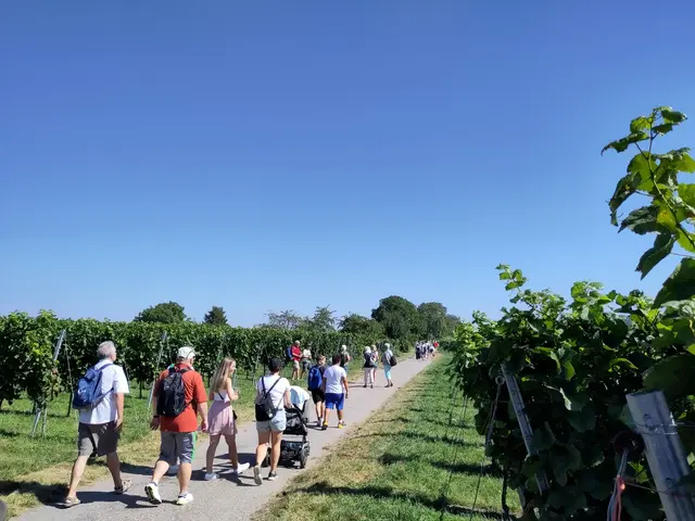Am 14. September lädt Kürnbach wieder zum „Wandern mit Wein“ ein. Auf rund fünf Kilometern erleben Besucher eine ausgeschilderte Strecke durch Weinberge, Wiesen und Wald mit herrlichen Ausblicken auf Dorf und Kraichgau. | Foto: Matthias Feßenbecker