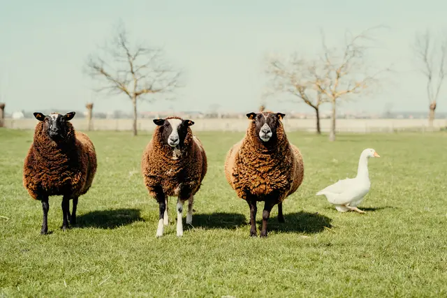 Foto: ©Knokke-Heist