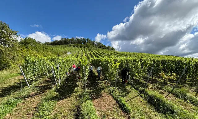 Die reizvolle Landschaft des Kraichgaus ist bei Besuchern natürlich auch für den Weinbau bestens bekannt. | Foto: Irmeli Thienes