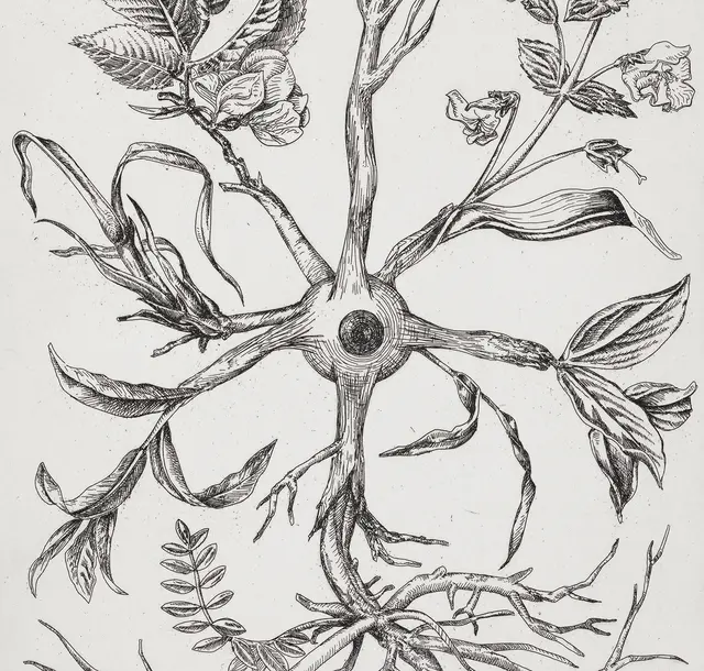 Radierung auf Bütten (Ausschnitt), 30 × 20 cm, 2025 | Foto: Roland Baege