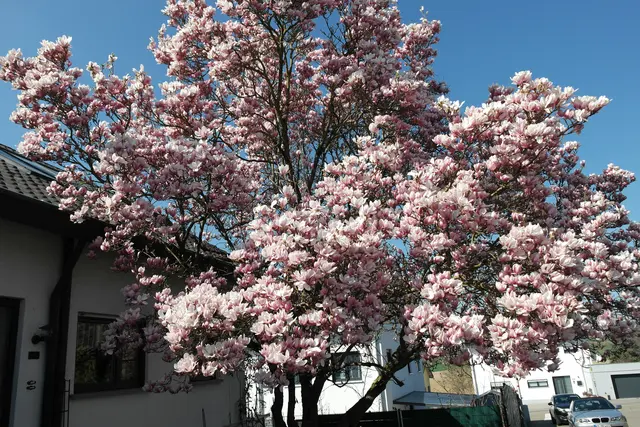 Magnolienbaum in voller Blüte | Foto: privat