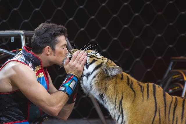 Alexander Lacey zeigt seine weltberühmten Raubtiernummern. | Foto: Heilbronner Weihnachtscircus