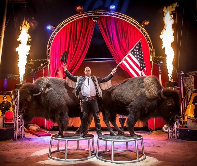 Marcel Krämer zeigt außergewöhnliche Tiernummern mit Bisons und Eseln. | Foto: Heilbronner Weihnachtscircus