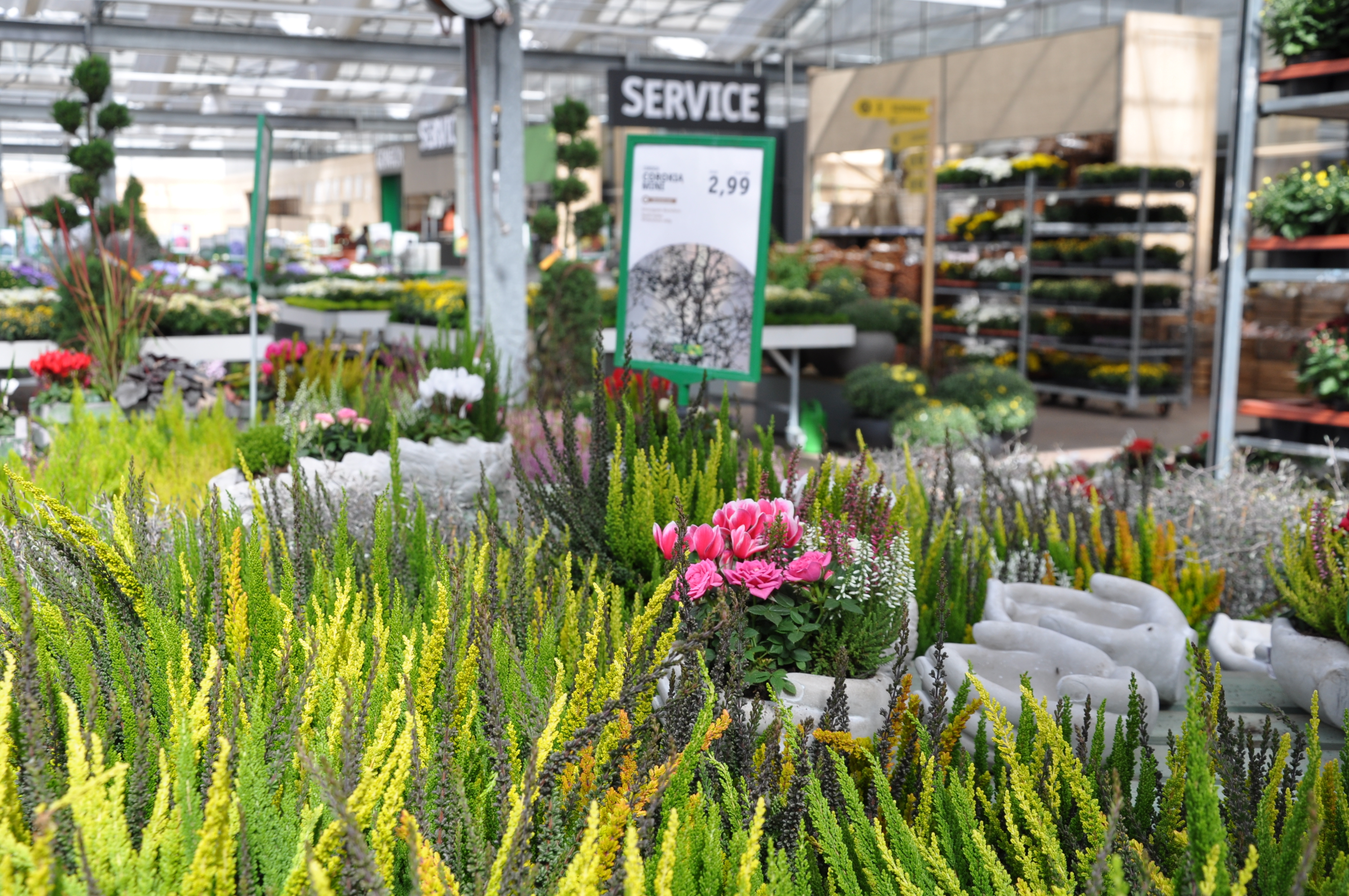 Farbe für Haus und Garten: Ab 14. September lädt das Gartencenter Streb zu seinen diesjährigen Heidetagen ein. Foto: ch