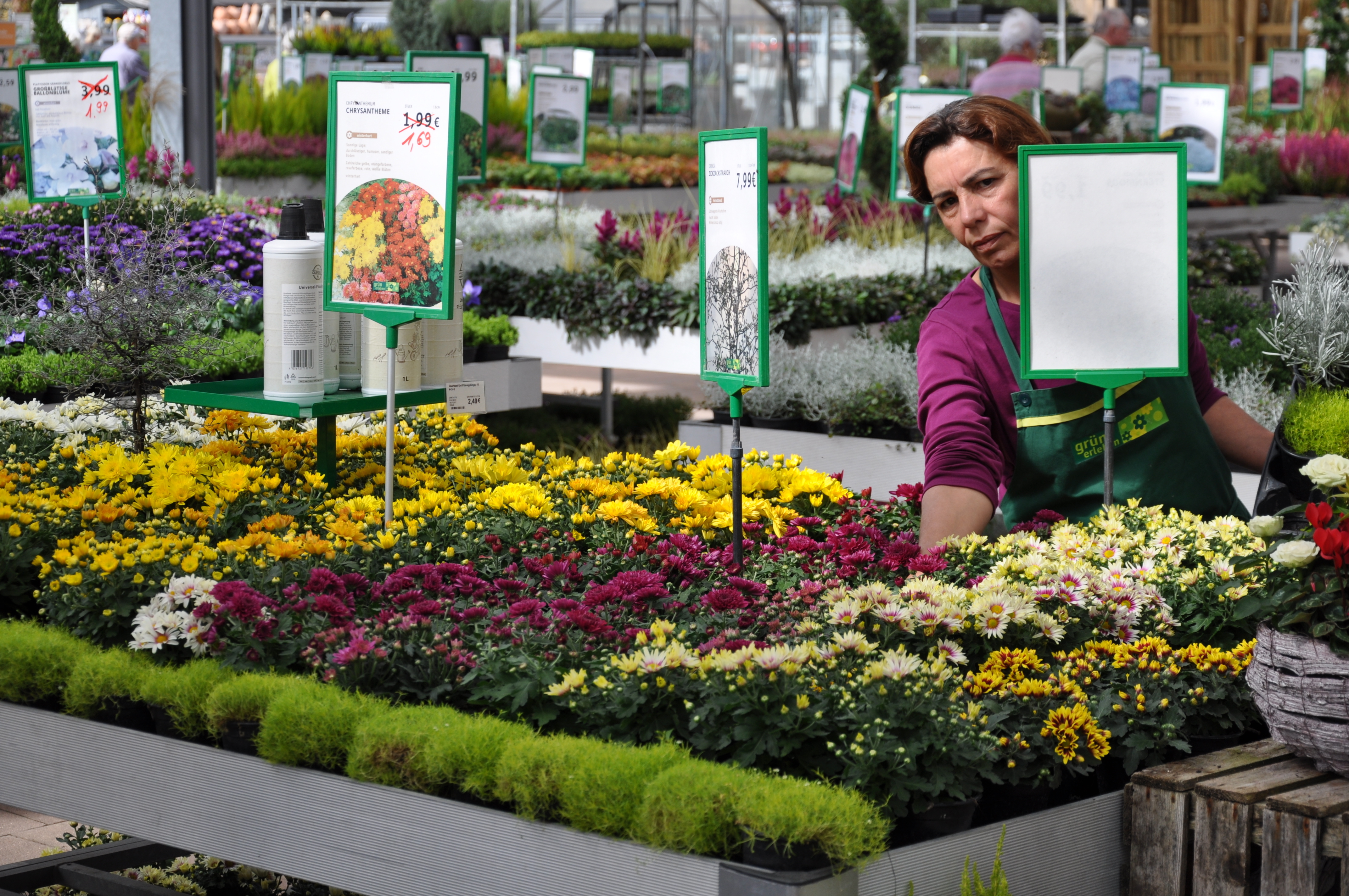 Ideale Begleitpflanzen: Ob Chrysanthemen, Gräser oder andere Herbstgewächse, bei der Zusammenstellung individueller Arrangements stehen die Gartencenter-Mitarbeiter den Besuchern mit kompetenter Fachberatung gerne zur Seite. Foto: ch
