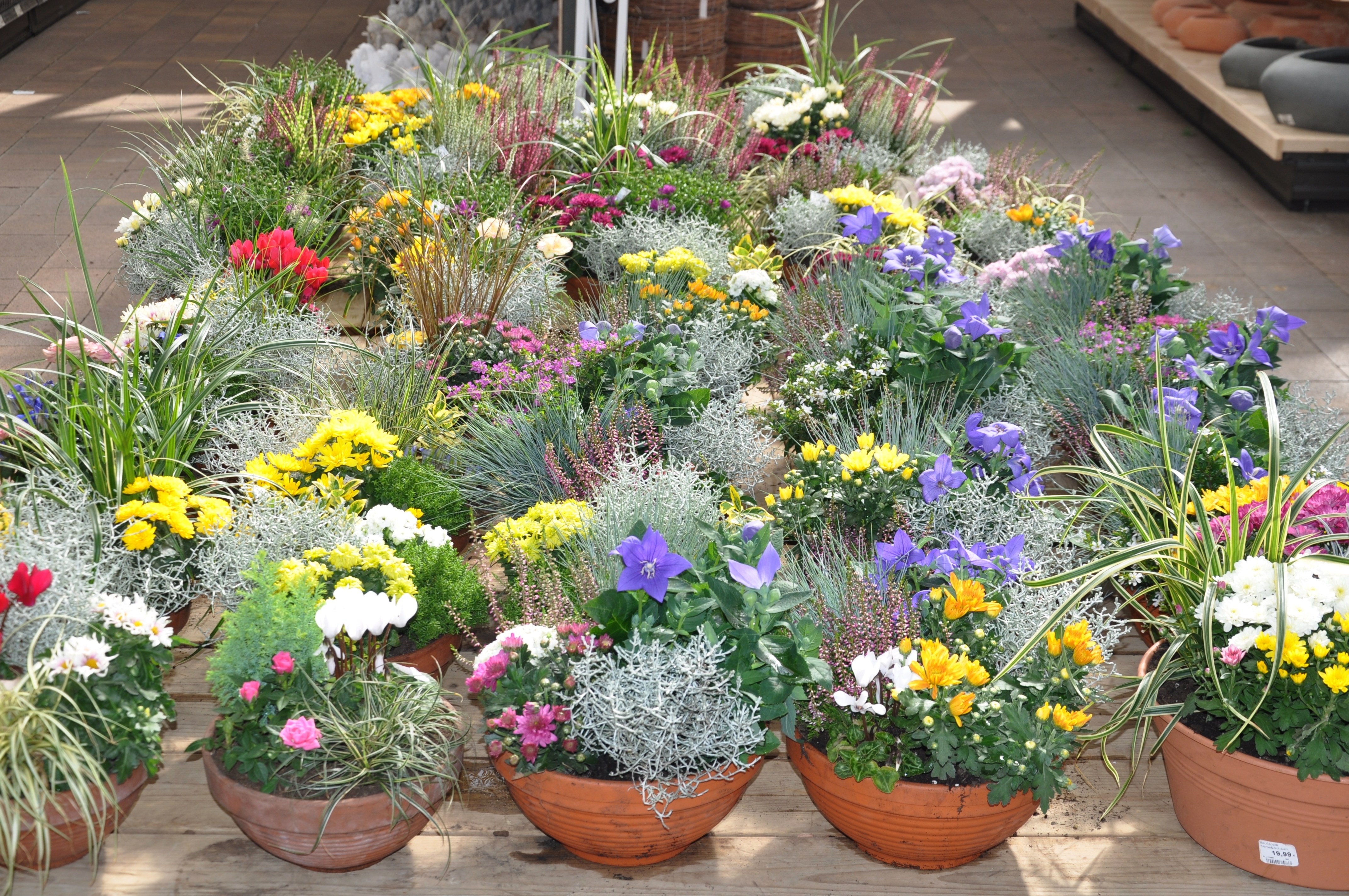 Pflanzideen to go: Für den zeitsparenden Einkauf bietet das Gartencenter eine Vielzahl fertiger Herbstarrangements für jeden Geschmack an. Foto: ch