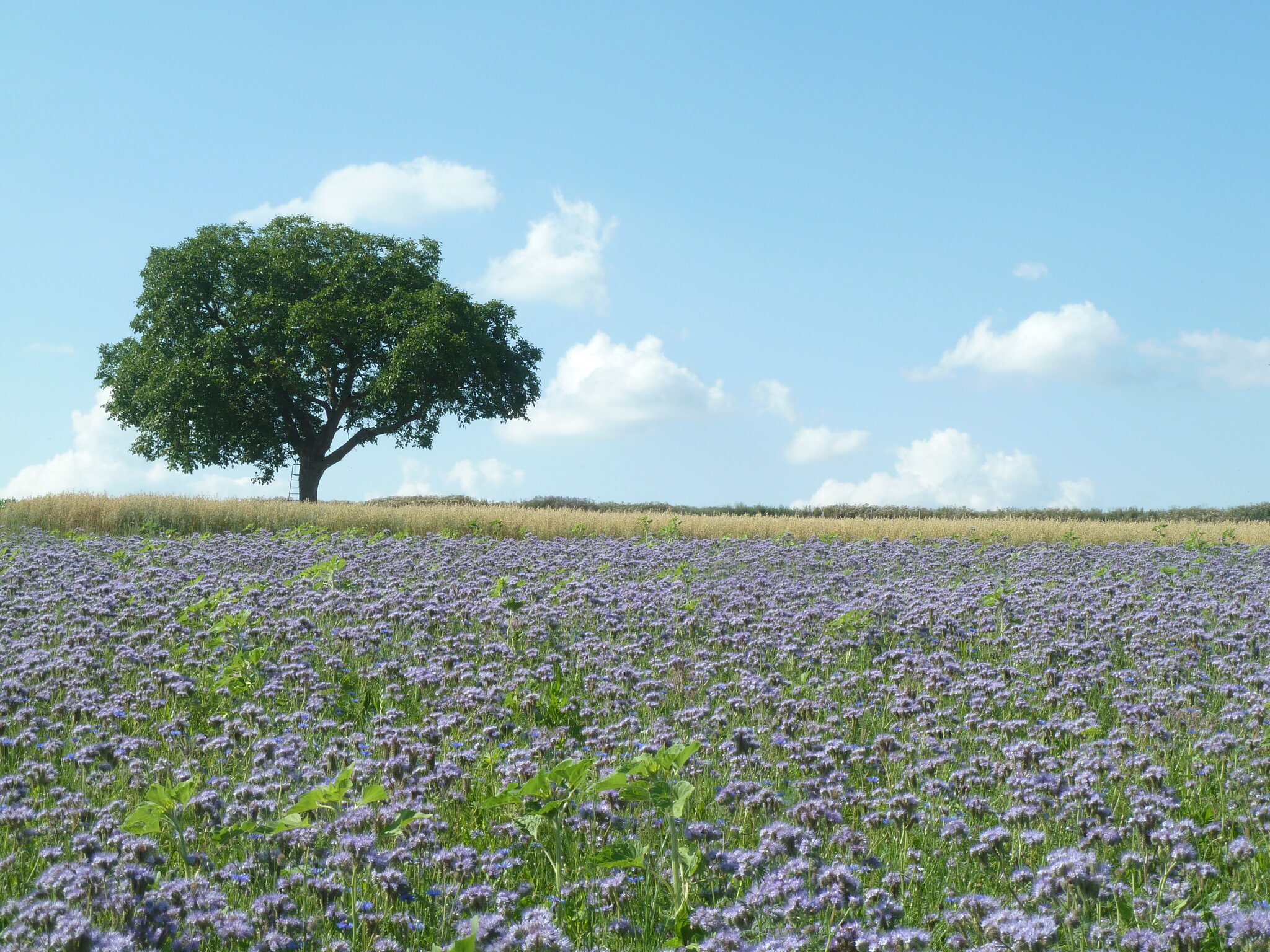 Blumenfeld bei Dürrenbüchig