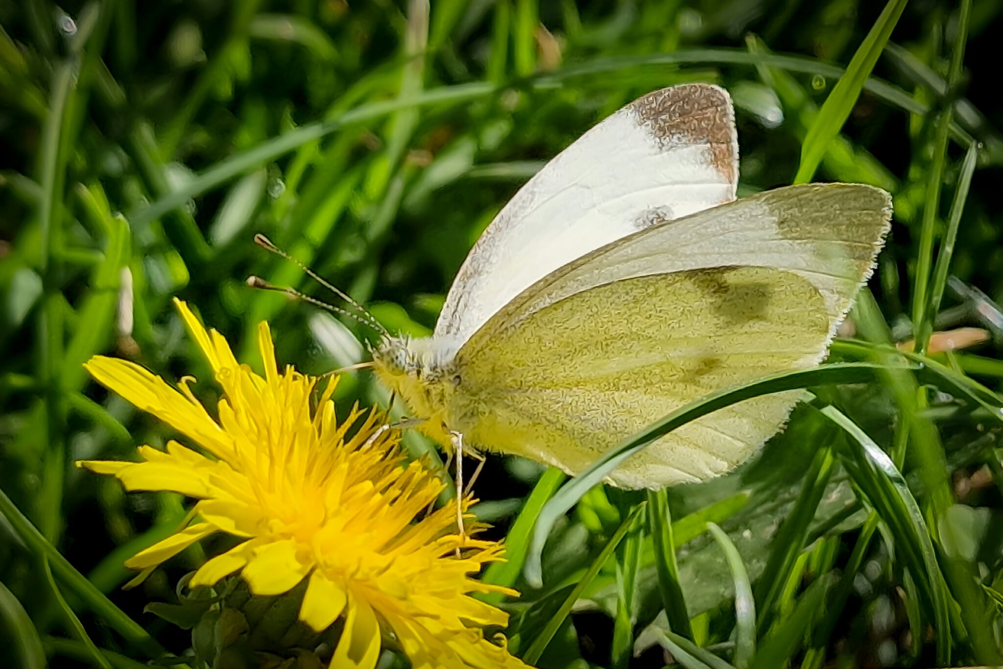 butterfly