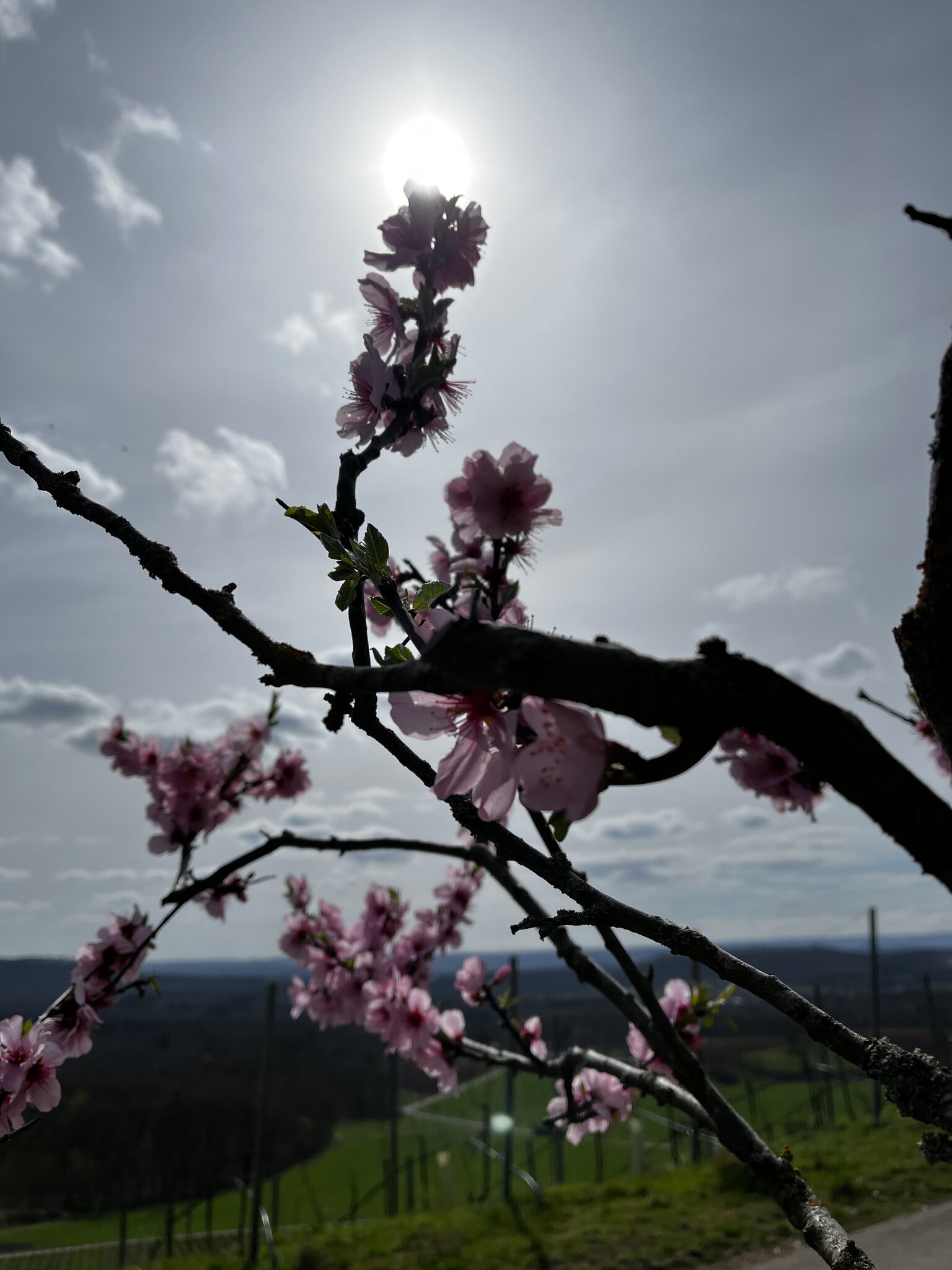 Mandelblüte Diefenbach